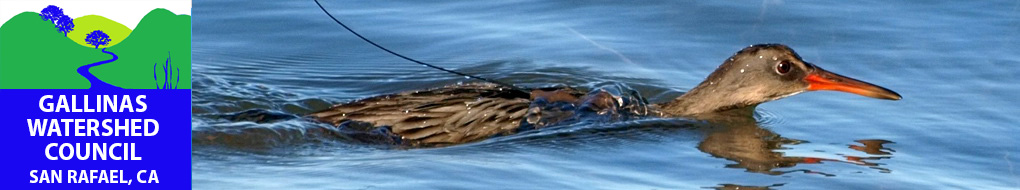 california_clapper_rail_taylar
