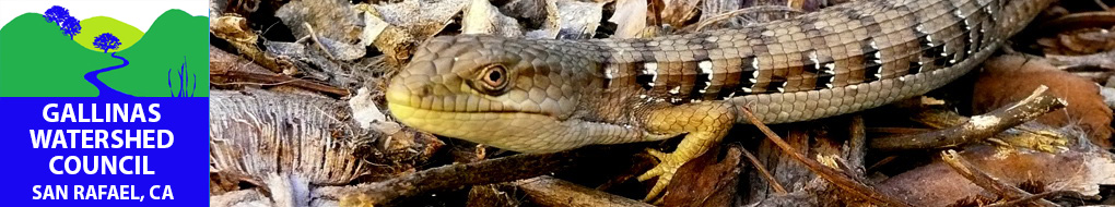 lizard
