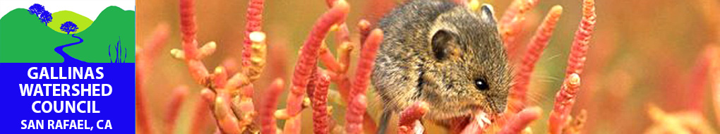 ARKive image GES064684 - Saltmarsh harvest mouse