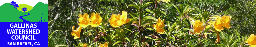 sticky_monkey_flower