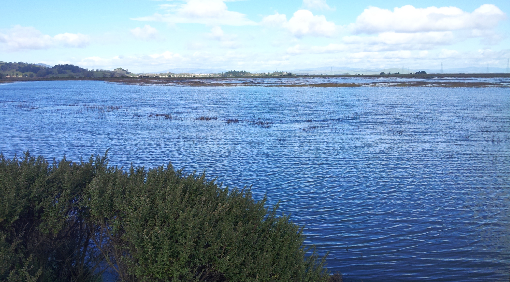 King Tide Creek Cleanup Dec 15, 2013