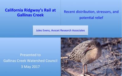 Ridgway’s Rail at Gallinas Creek by Jules Evens