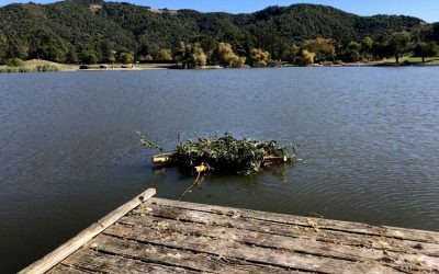 Biological Floating Island Biofilter Launched in Marin Civic Center Lagoon