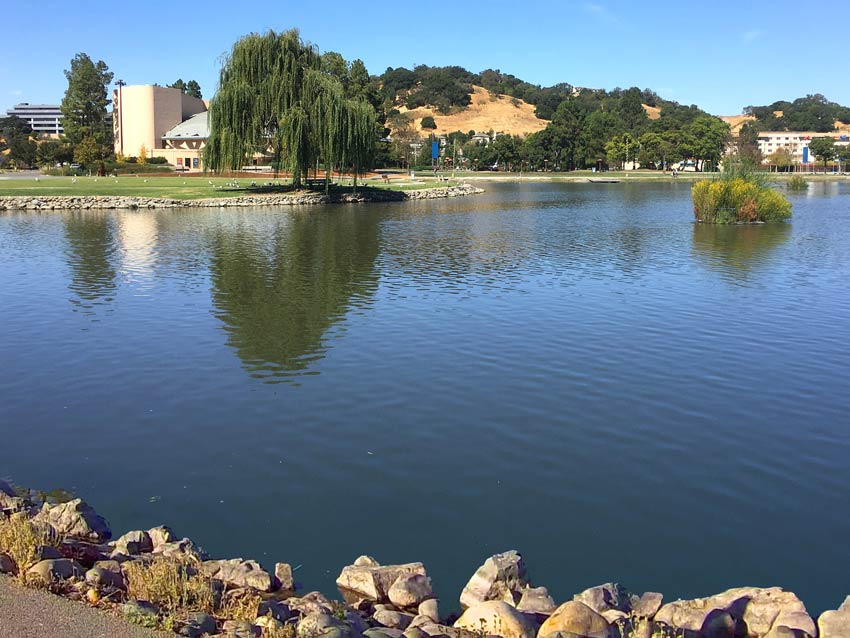 How to naturally restore water quality at the Frank Lloyd Wright Civic Center Lagoon.